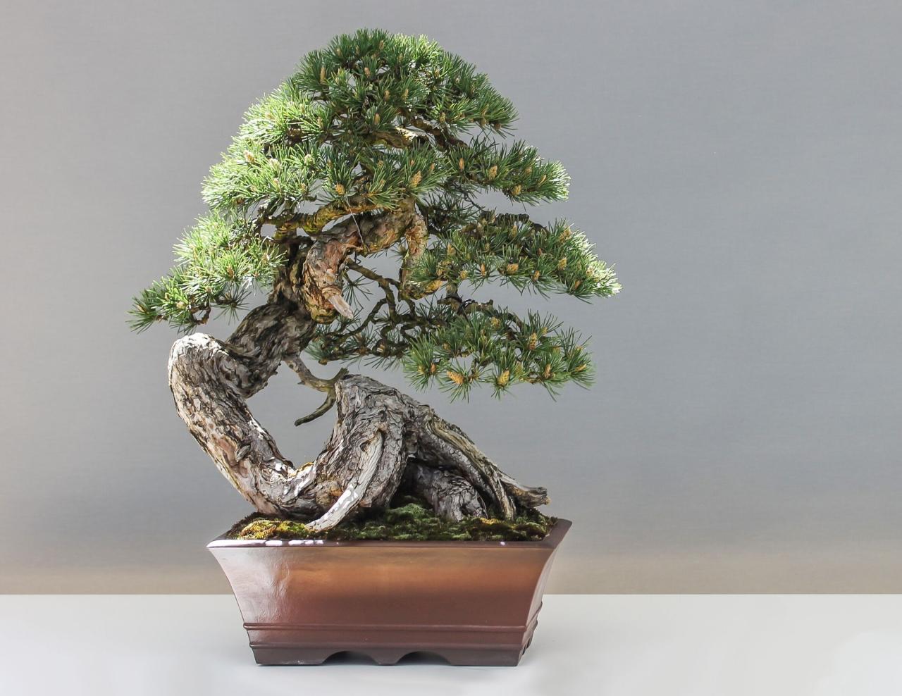 The Complete Bonsai Care Guide for New Growers