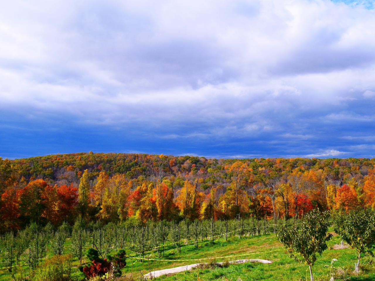 How to Capture the Beauty of Harvest Moon Orchard in Photos