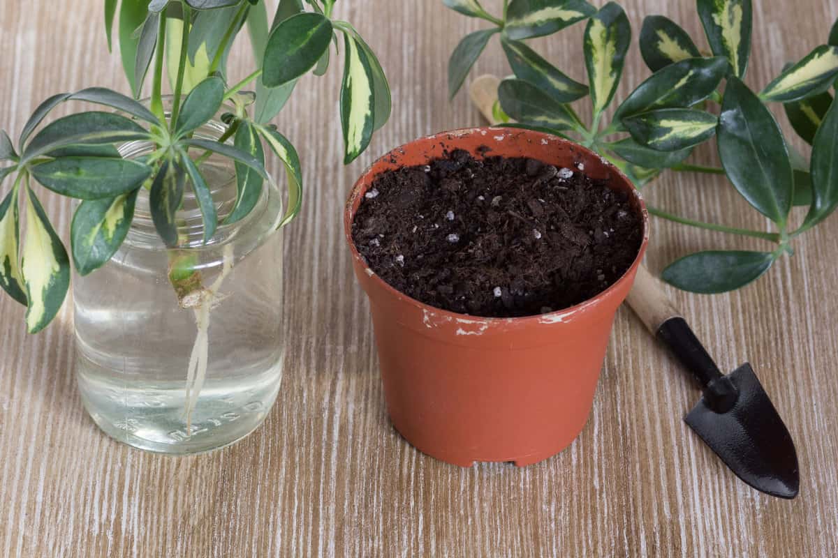 Master Schefflera Propagation: A Comprehensive Guide