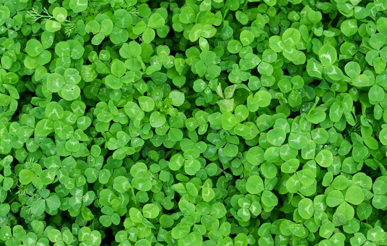 How to Grow a Four Leaf Clover and Experience the Magic of Good Luck