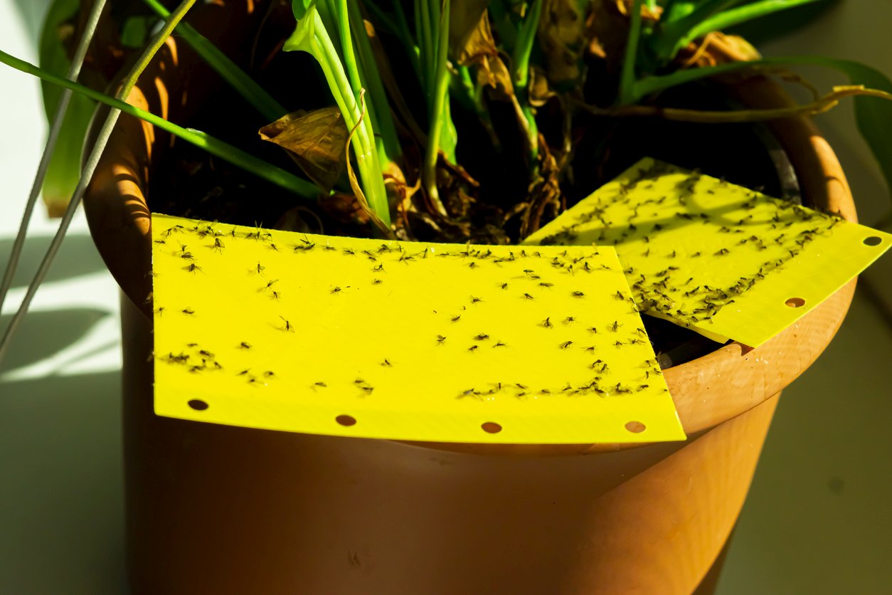 How to Get Rid of Fungus Gnats in Your Houseplants