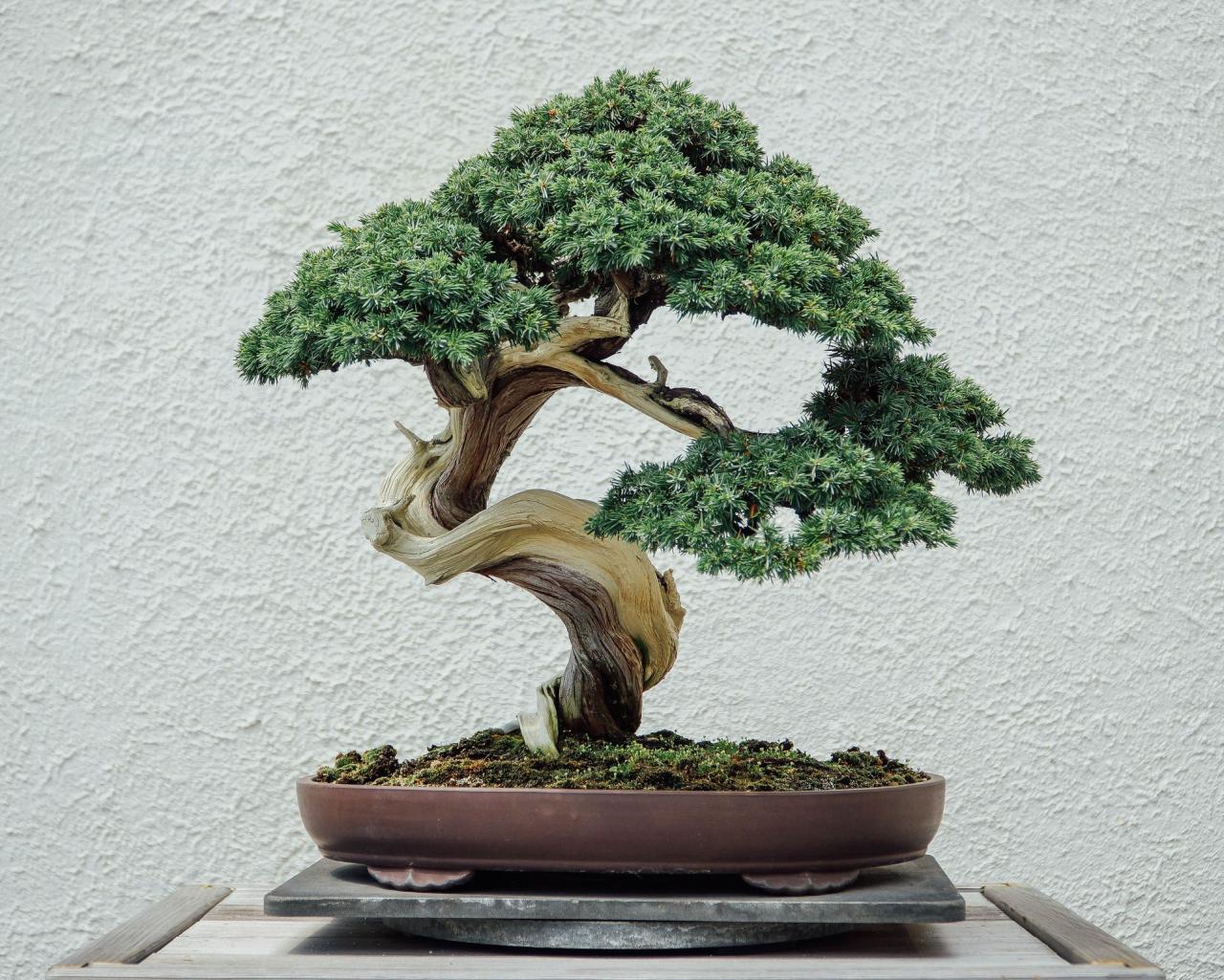 How to Care for Bonsai Trees: Essential Do’s and Don’ts