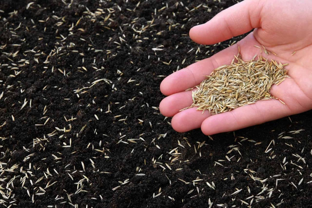 When to Sow Grass Seed in the UK for Maximum Lawn Health and Beauty