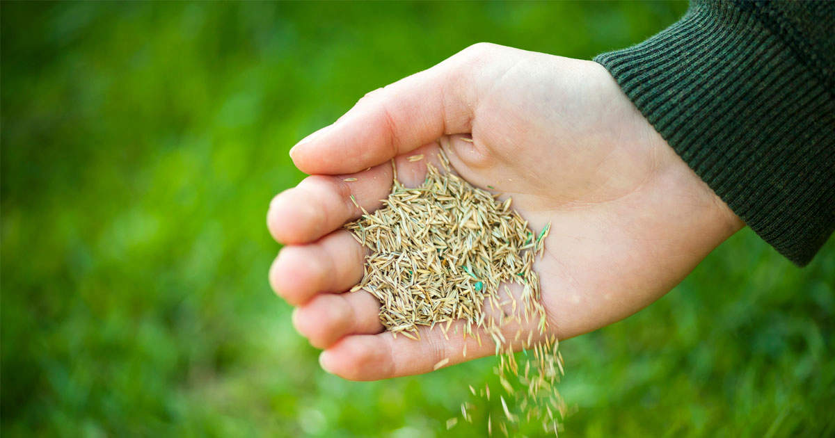 How to Make Sure Your Grass Seed Grows in September