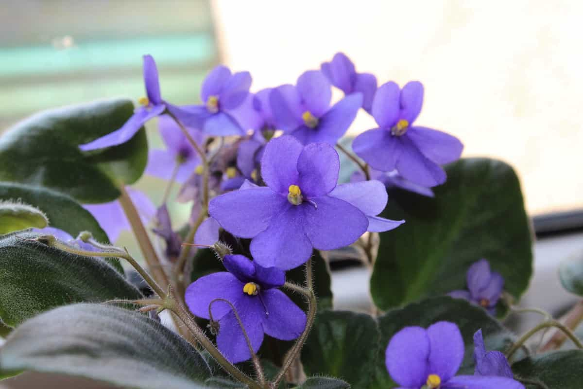 Proven Methods to Successfully Propagate African Violets