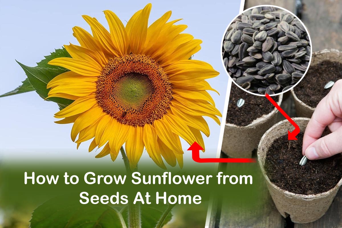 Transform Your Garden with These Proven Sunflower Propagation Methods!