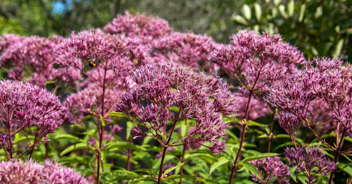 Weed joe pye tall plant eupatorium plants growing purpureum maculatum care turner getty mark bloomer late season