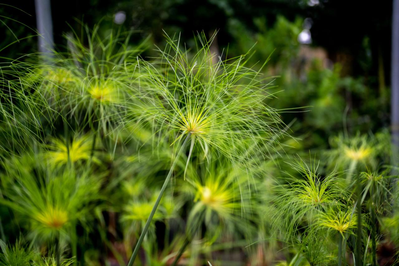 Papyrus Plant Magic: How to Incorporate This Unique Herb into Your Garden Design