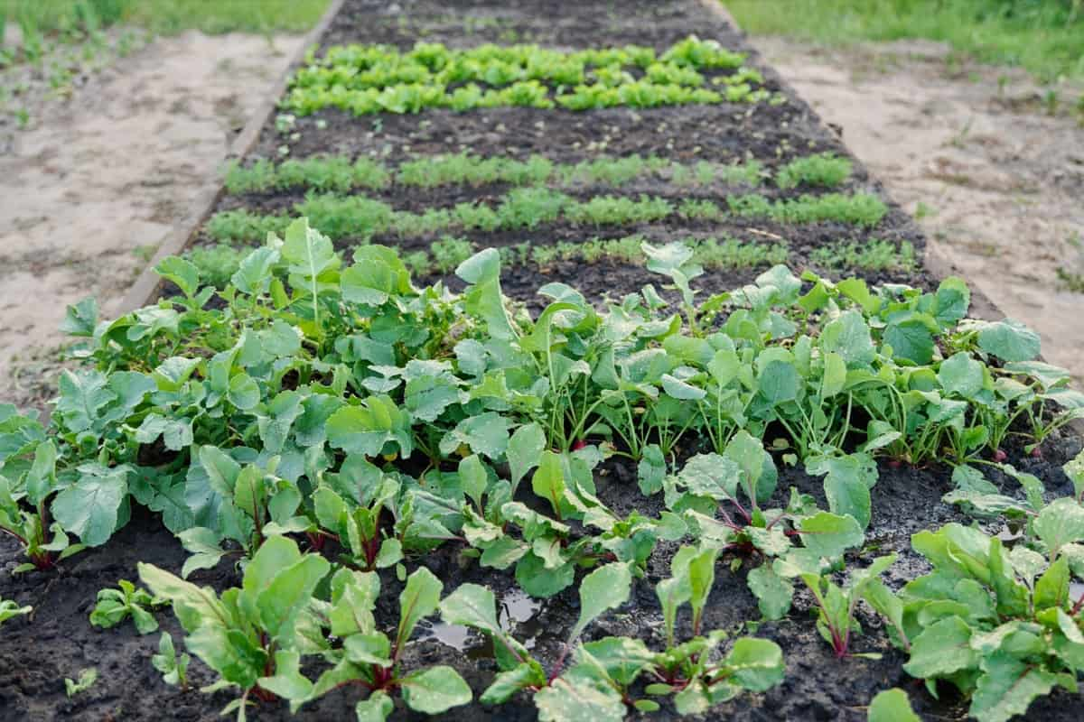 The Worst Plants for Raised Beds You Should Know About