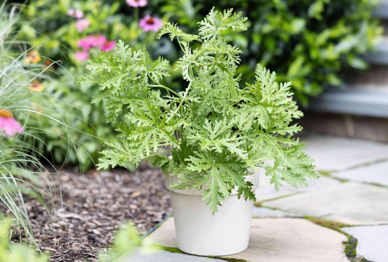 The Ultimate Citronella Plant Care Guide: How to Keep Your Herb Healthy and Pest-Free