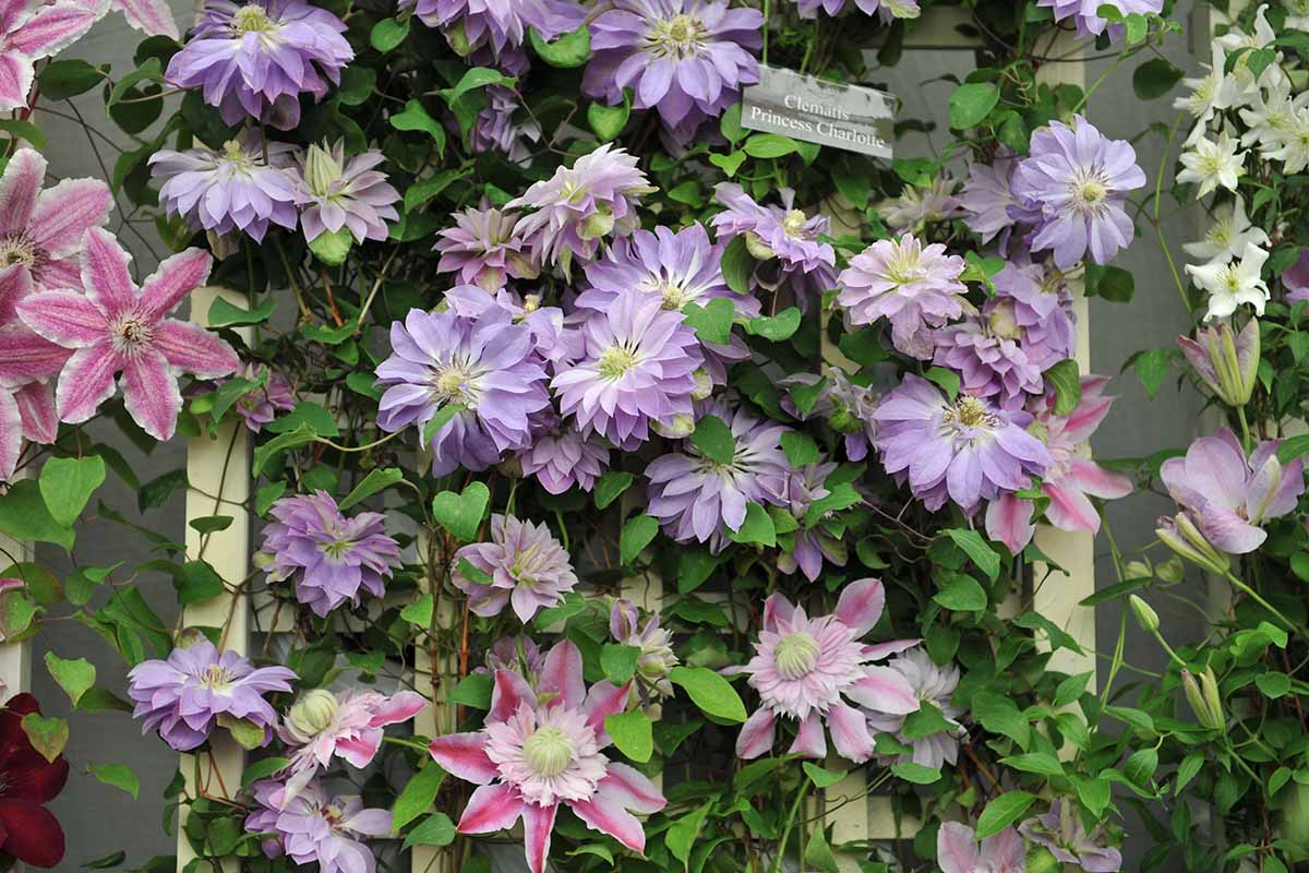 How to Effortlessly Expand Your Clematis Garden with These Tips