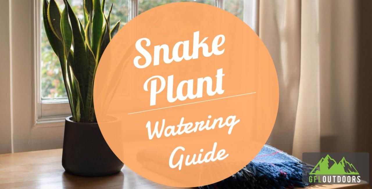 Best Practices for Watering a Snake Plant