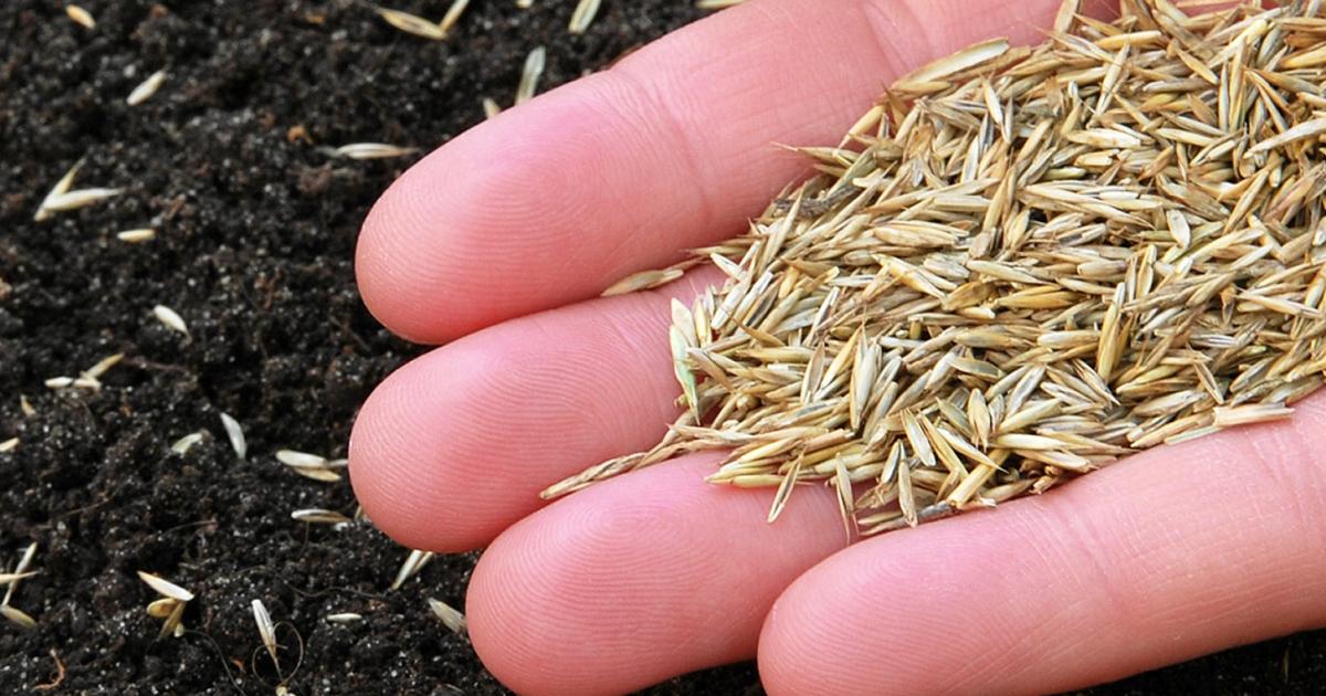 When to Sow Grass Seed in the UK for Maximum Lawn Health and Beauty