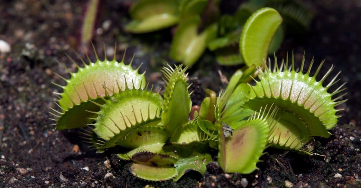 Boost Your Carnivorous Garden: Propagating Venus Fly Traps Fast!