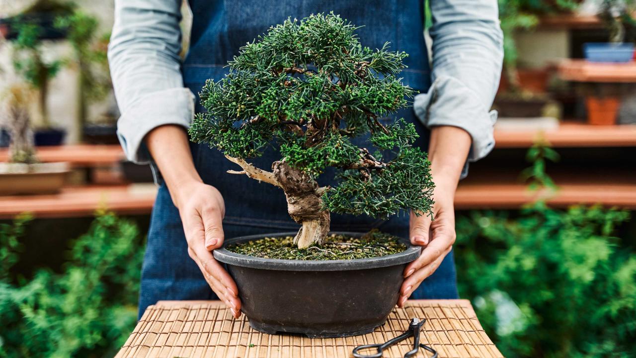 Bonsai Care: Essential Dos and Donts