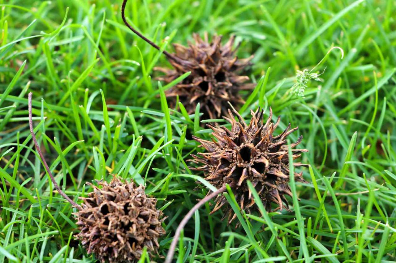 How to Identify Spiky Seeds and What They Tell Us About Nature