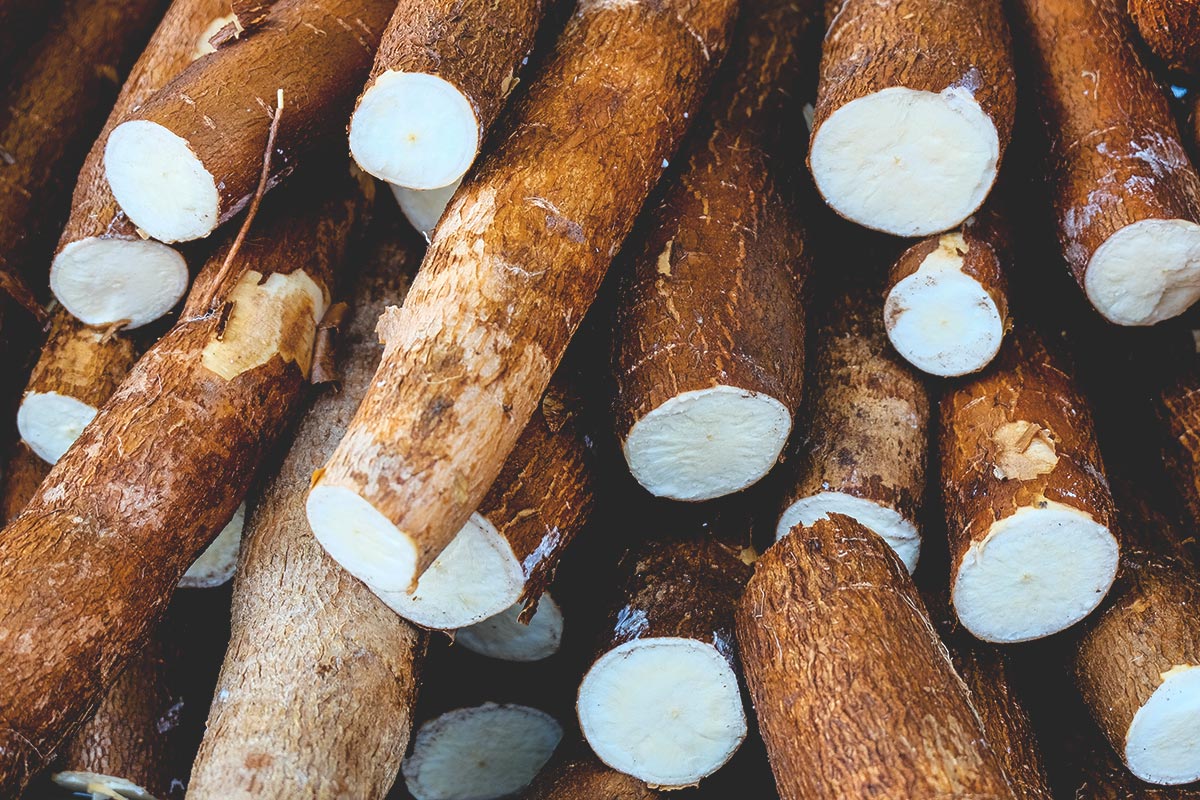 Cassava