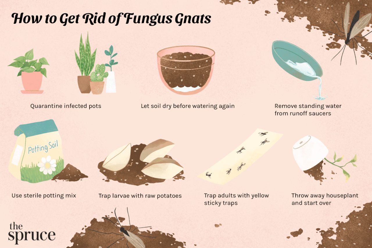 How to Get Rid of Fungus Gnats in Your Houseplants