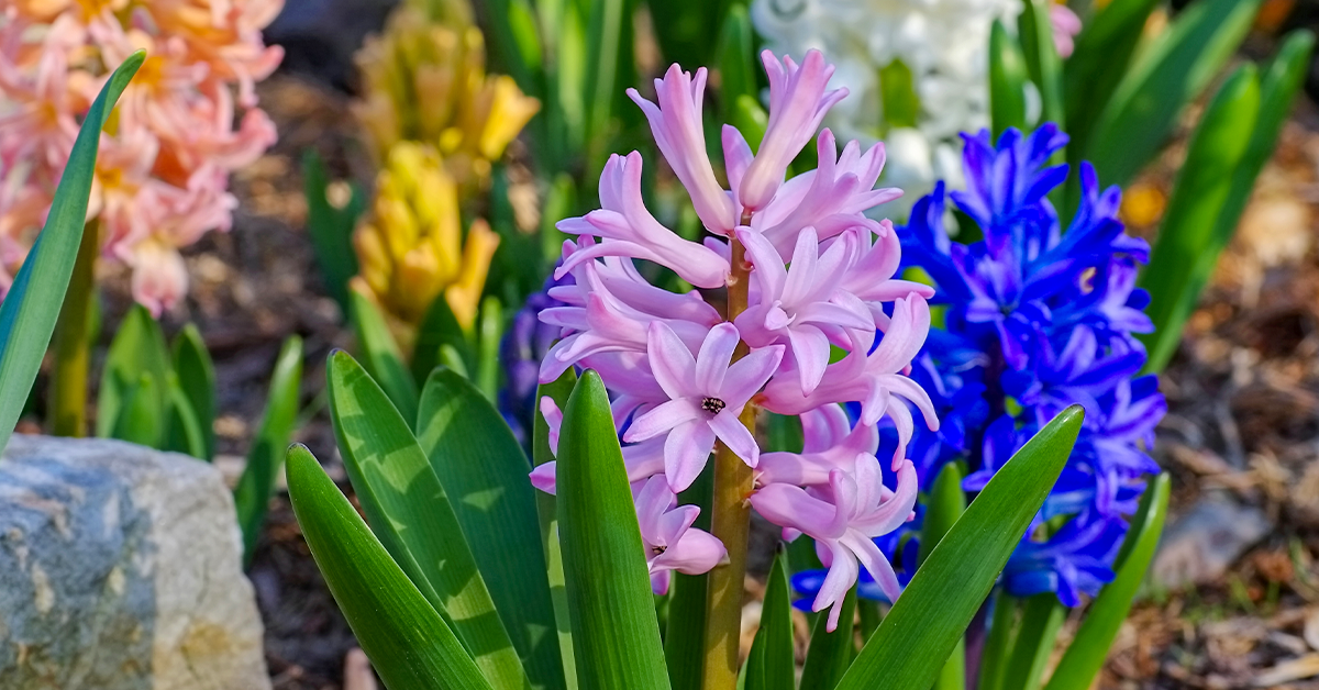 How To Care For Spring Flowering Bulbs Planted In Fall