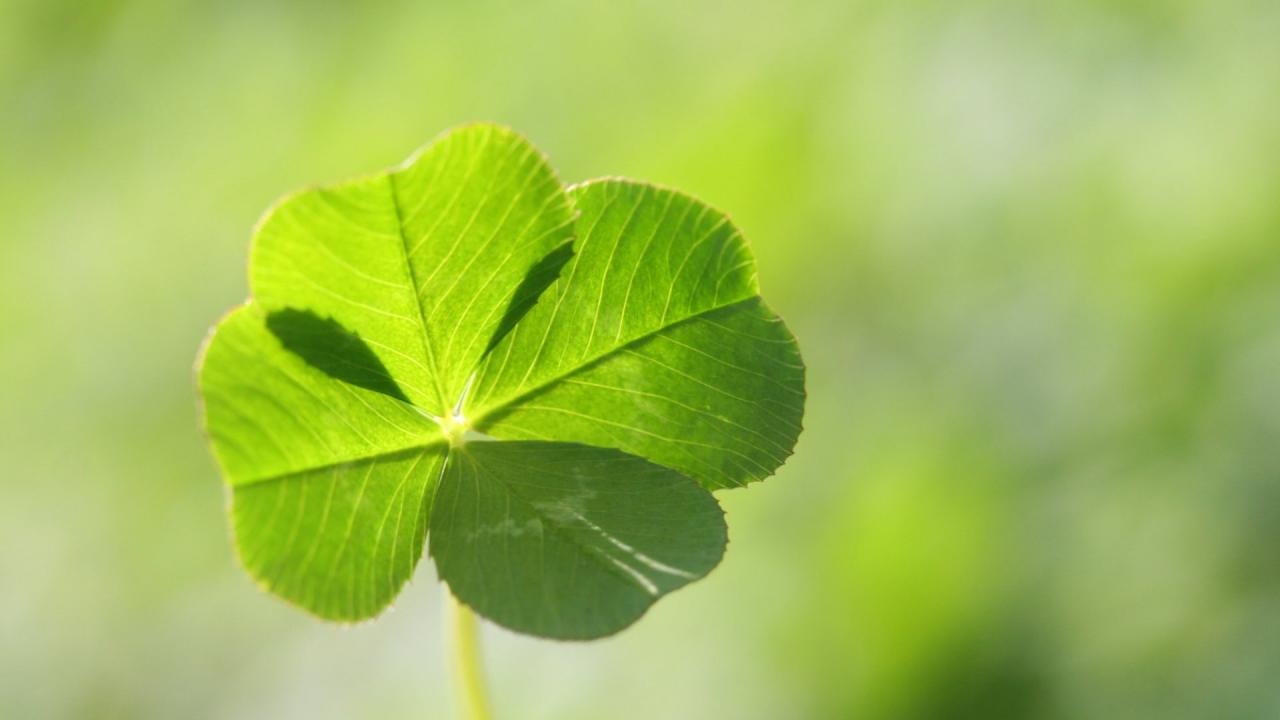 How to Grow a Four Leaf Clover and Experience the Magic of Good Luck