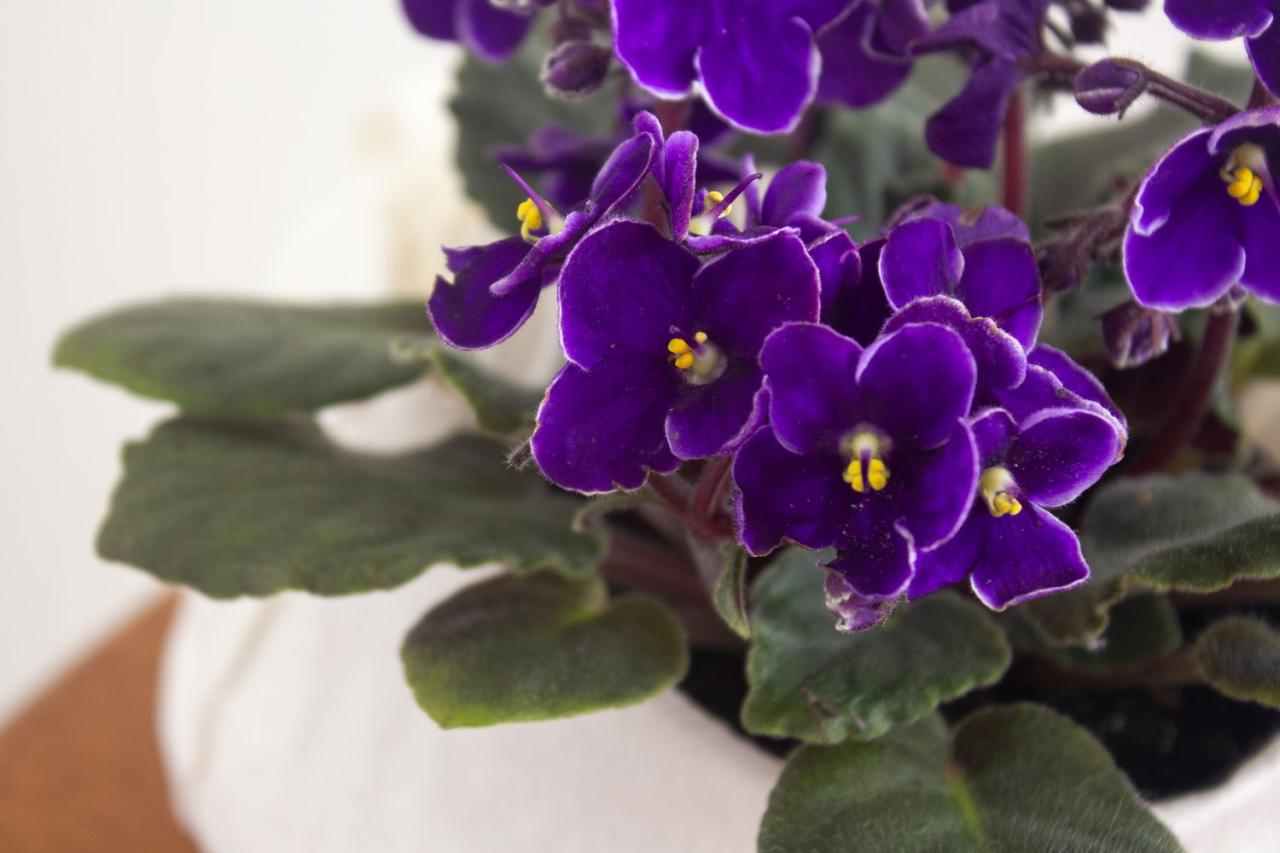 Proven Methods to Successfully Propagate African Violets