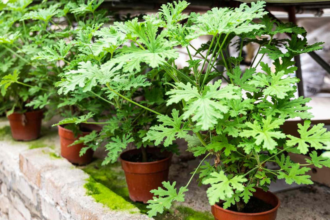 The Ultimate Citronella Plant Care Guide: How to Keep Your Herb Healthy and Pest-Free