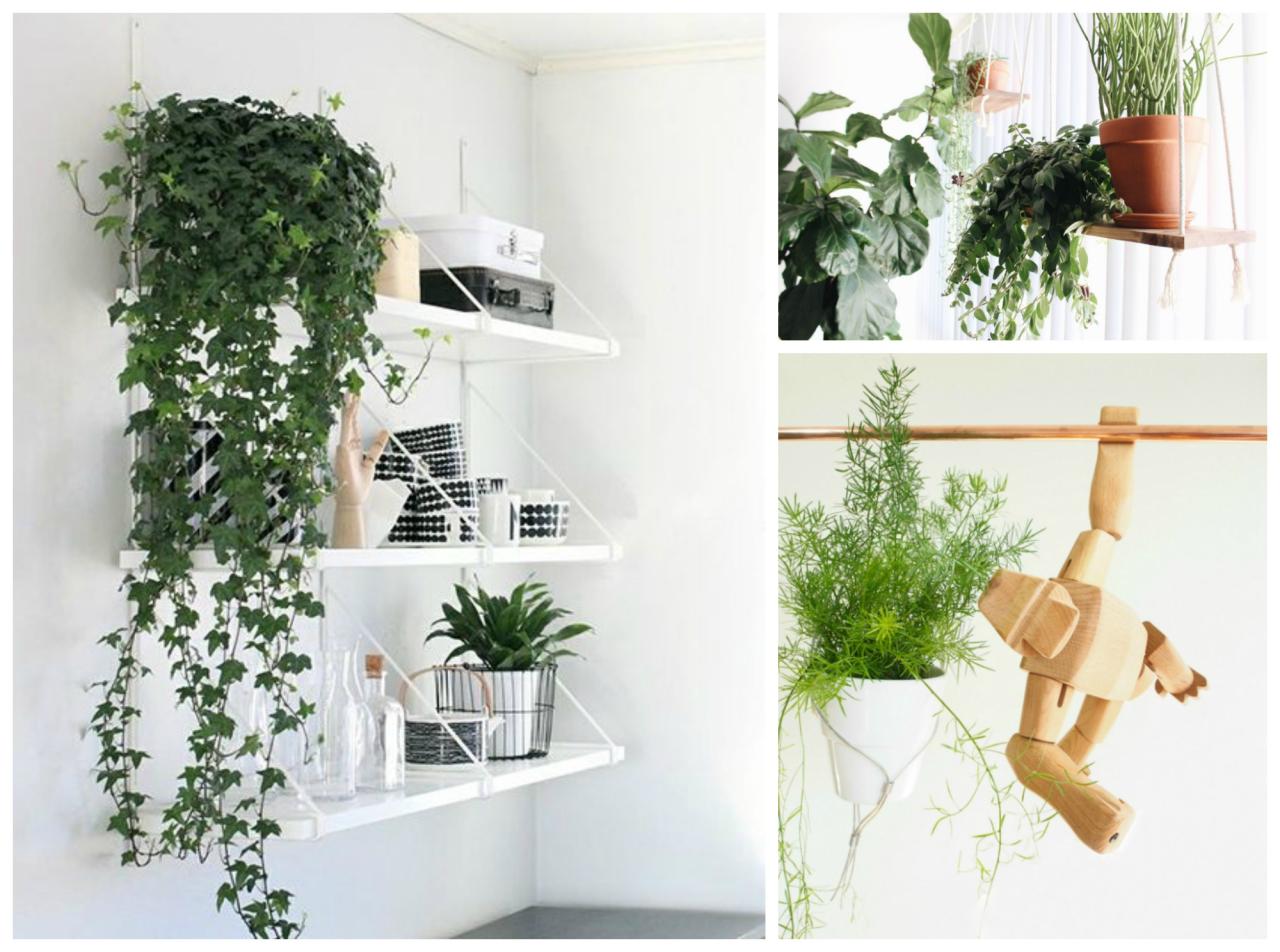 5 Common Mistakes to Avoid with Hanging Plants