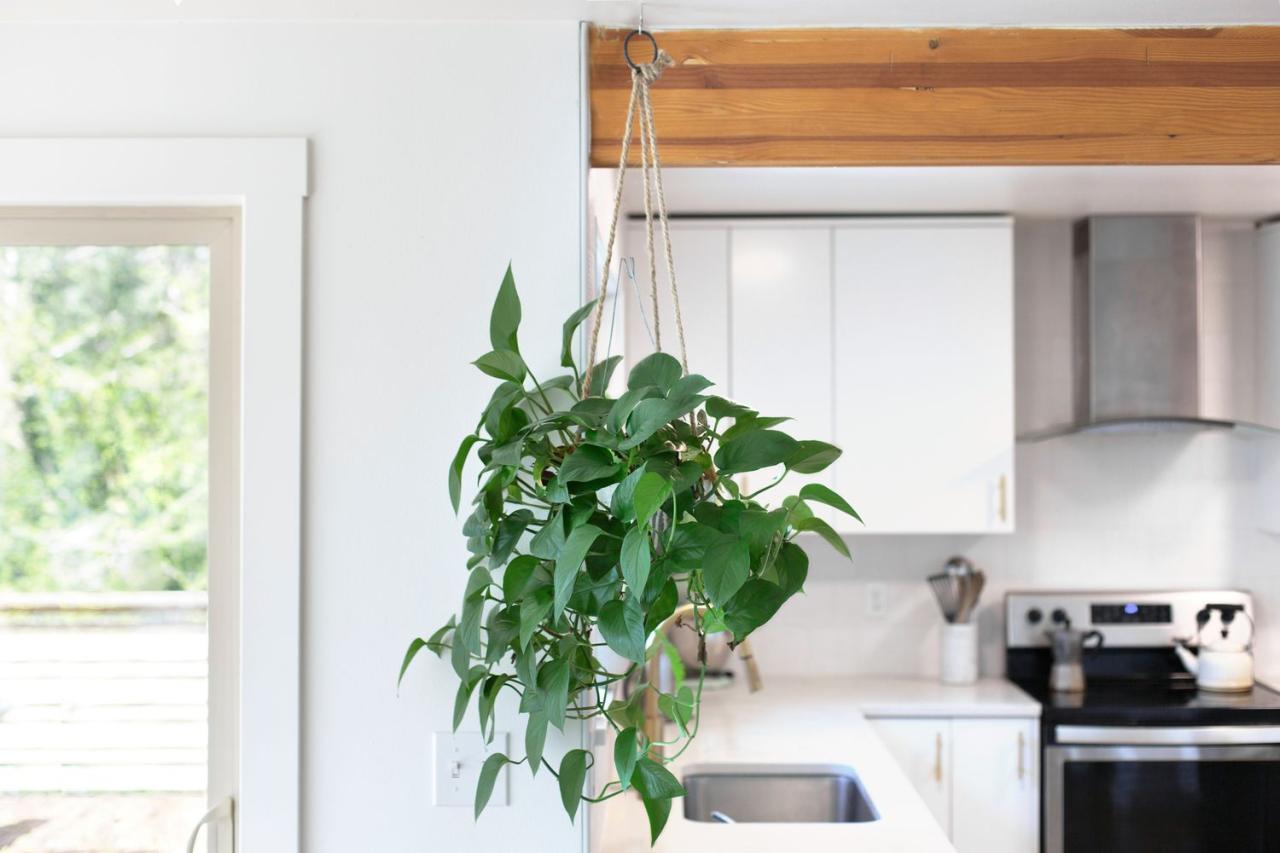 5 Common Mistakes to Avoid with Hanging Plants