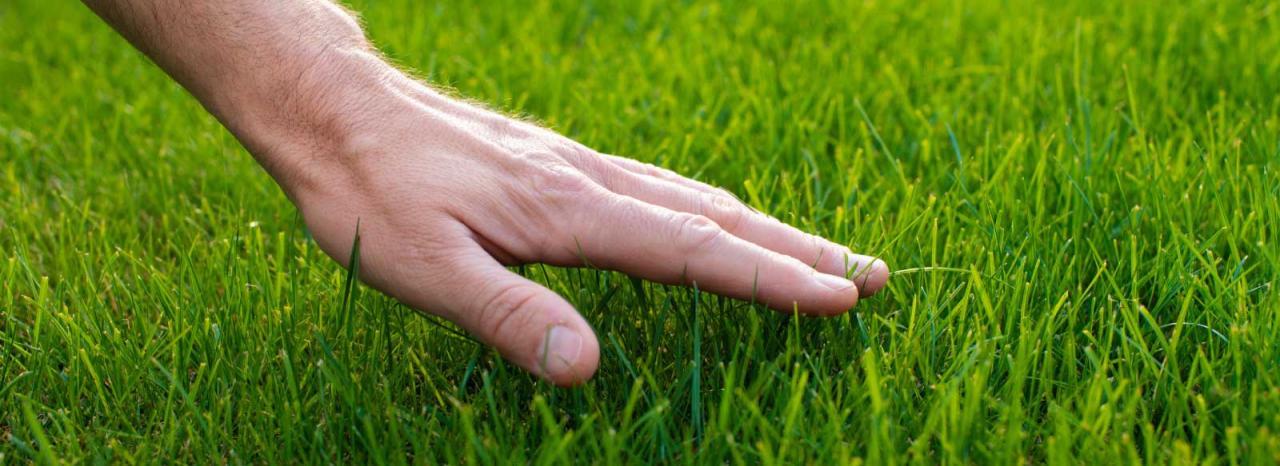 Discover When to Plant Grass Seed for Optimal Growth and Vibrant Lawn Color