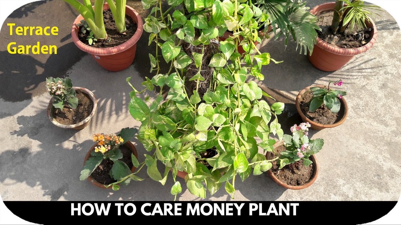 The Complete Guide To Money Plant Care In Apartments