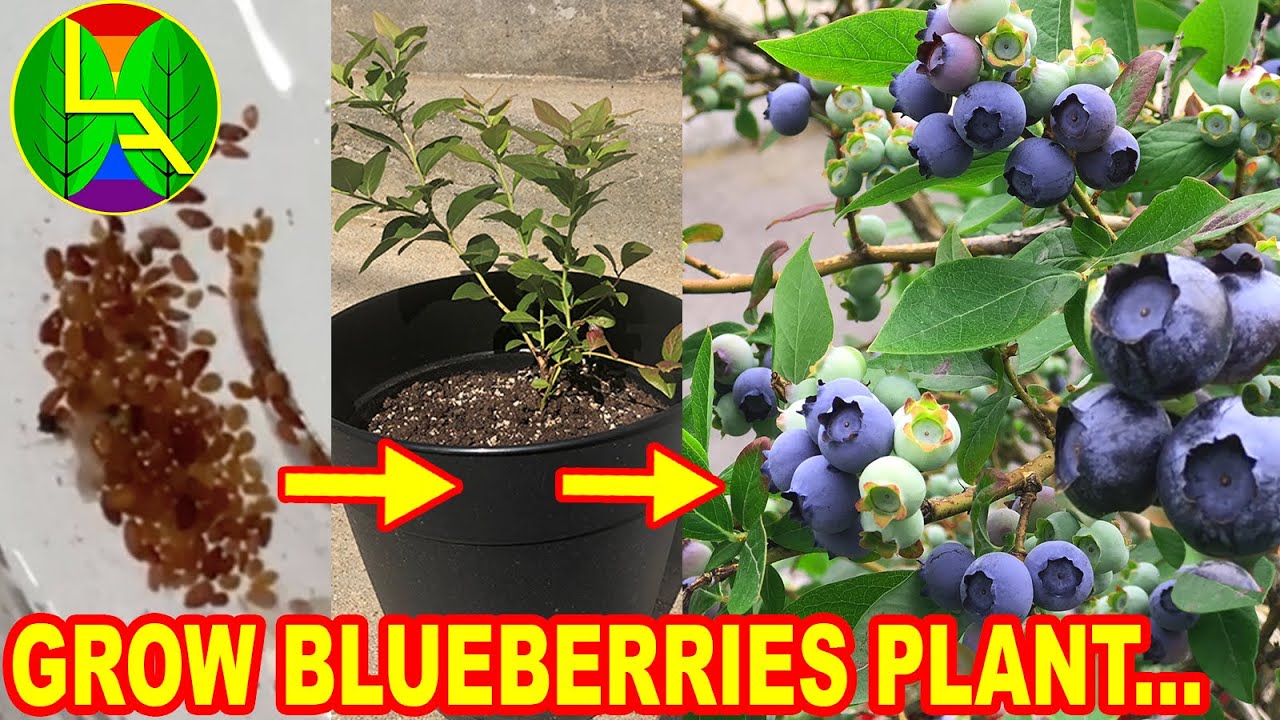 How to Successfully Propagate Blueberry Bushes for a Lush Garden