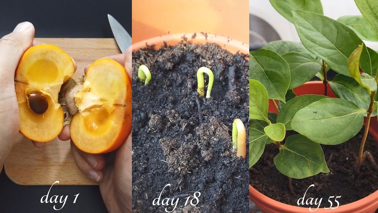 Germinate Persimmon Seeds at Home: The Best Practices!