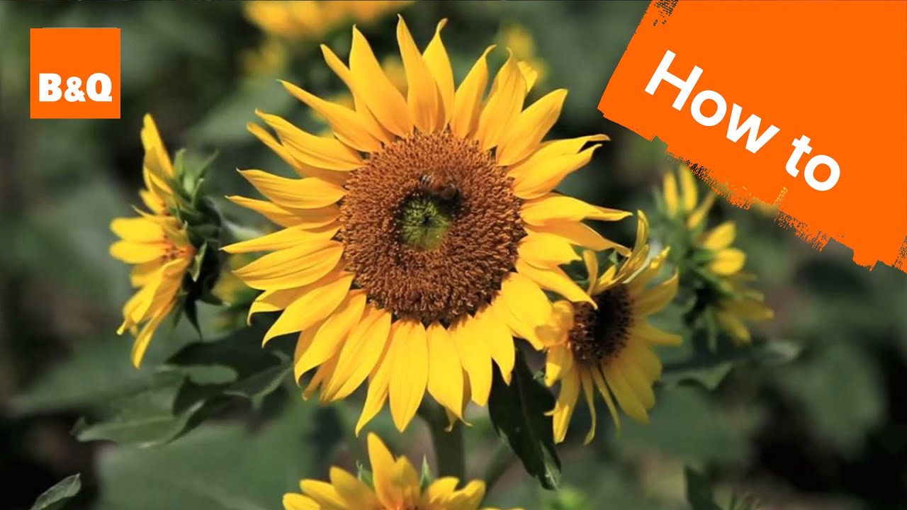 Transform Your Garden with These Proven Sunflower Propagation Methods!