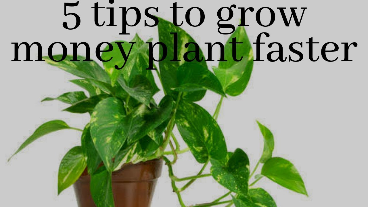 The Complete Guide To Money Plant Care In Apartments