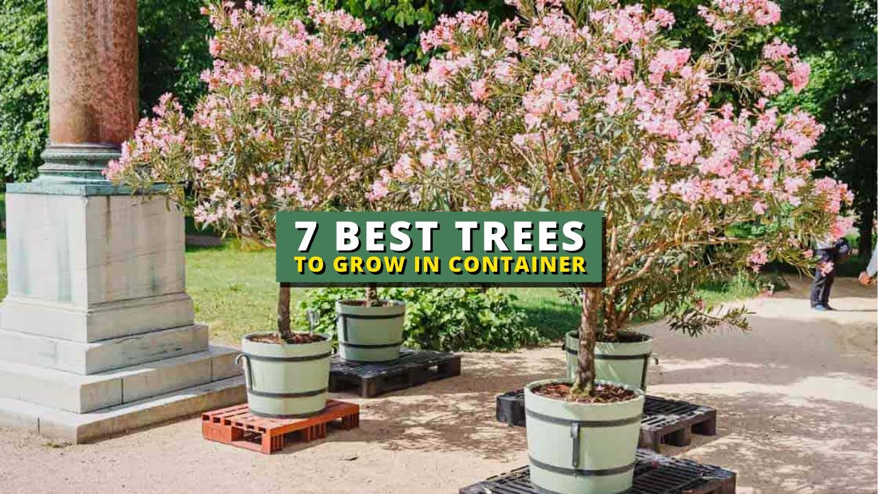 Best Indoor Trees That Grow Large in Containers