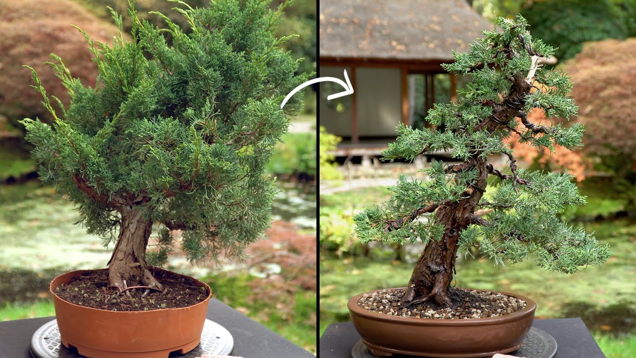 How To Make A Juniper Bonsai Tree Look Full