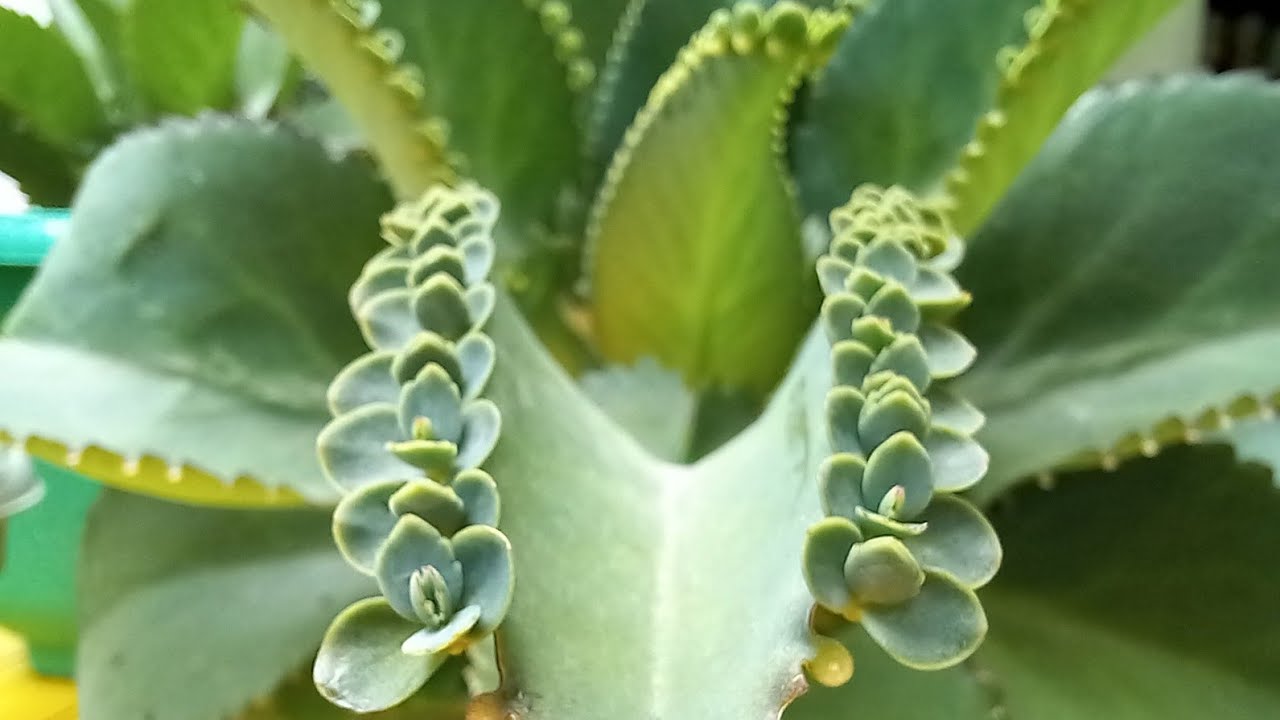 How to Successfully Propagate Mother of Thousands for a Thriving Collection