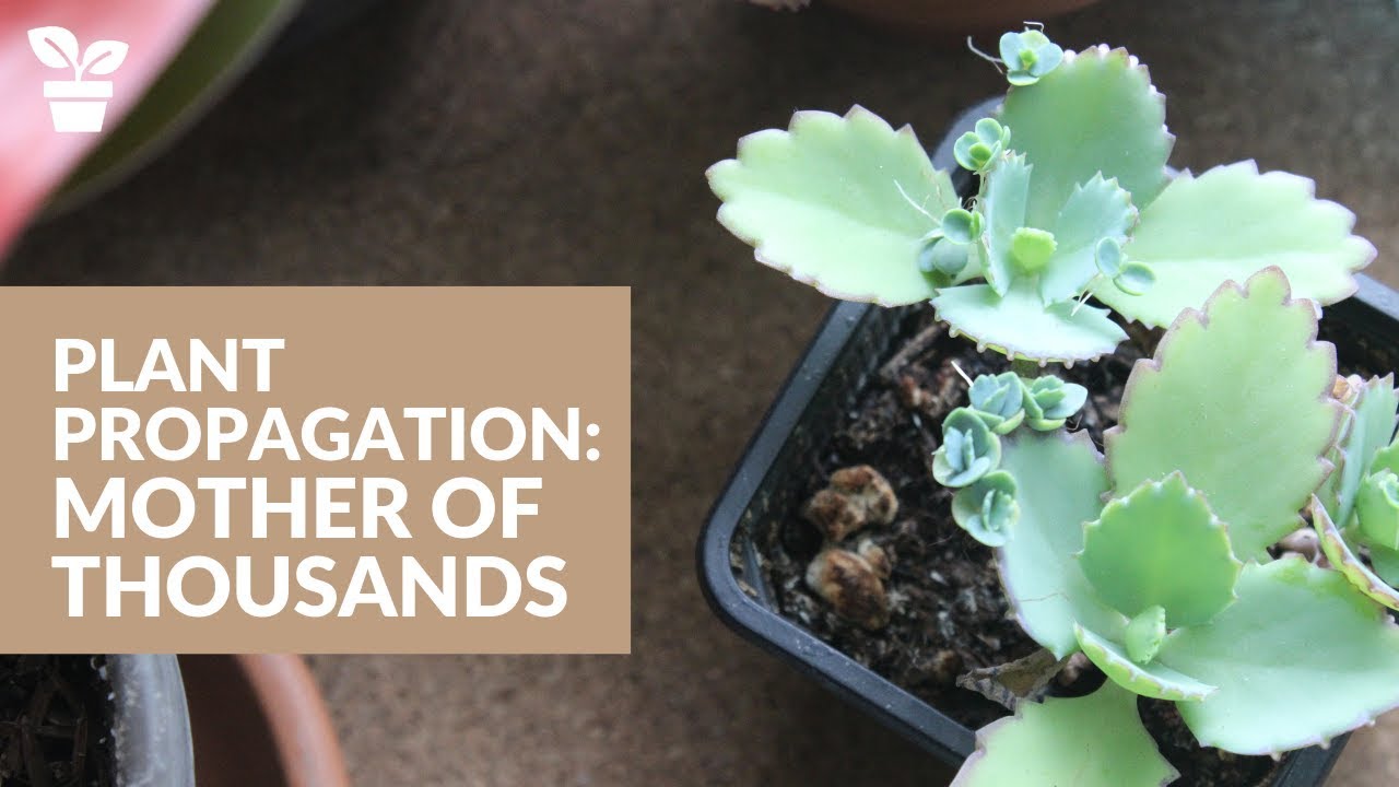 How to Successfully Propagate Mother of Thousands for a Thriving Collection