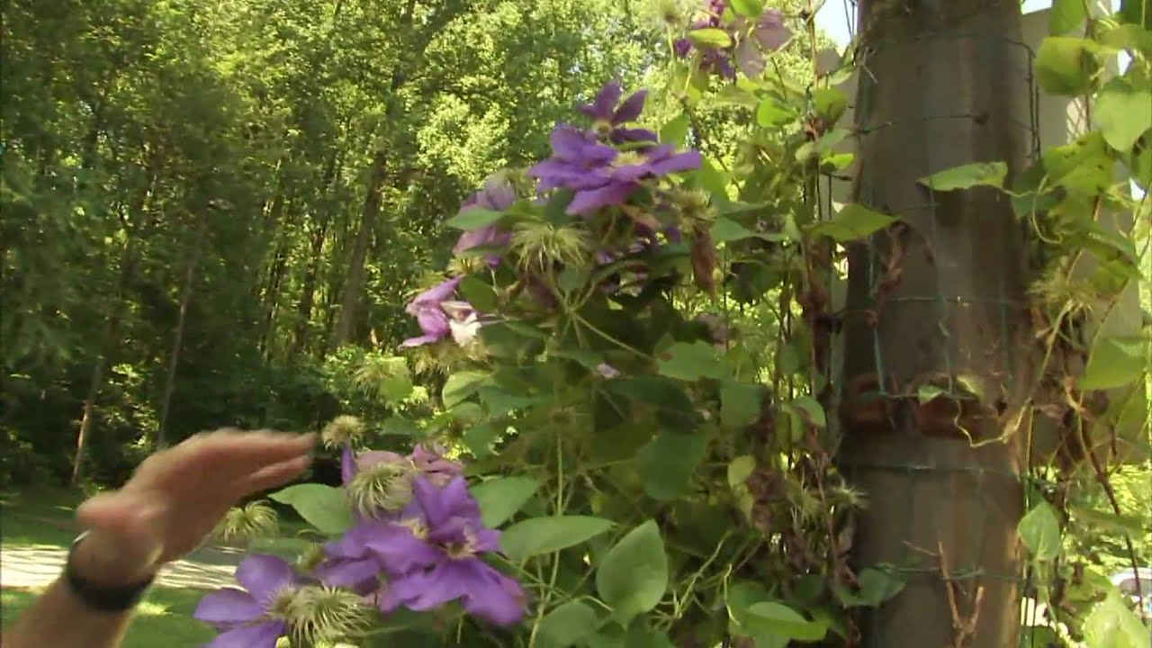 How to Effortlessly Expand Your Clematis Garden with These Tips