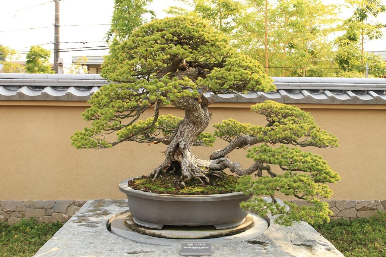 Bonsai watering water tree trees