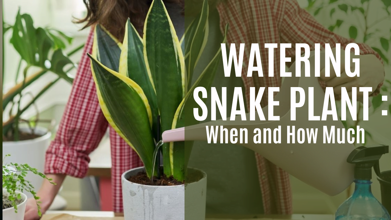 Best Practices for Watering a Snake Plant